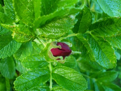 Rosa rugosa photo