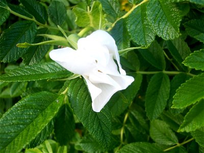 Rosa rugosa photo