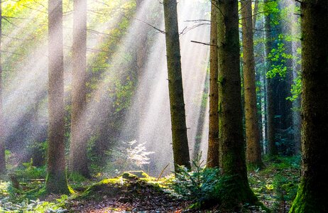 Nature landscape trees