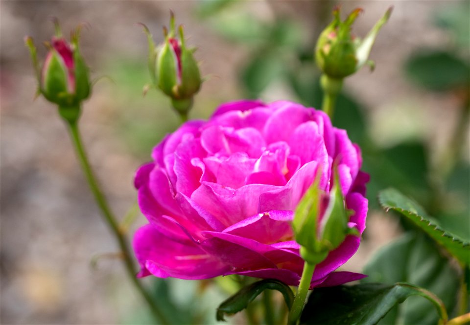 Rosa rugosa, Outta the Blue. Jardin botanique Roger-Van den Hende, is a 6-hectare botanical garden managed by Laval University in Quebec, Canada.