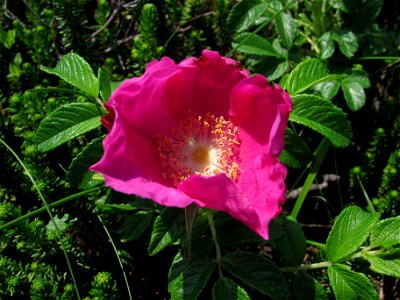 Rosa rugosa. Sakhalin coast of Sea of Okhotsk.