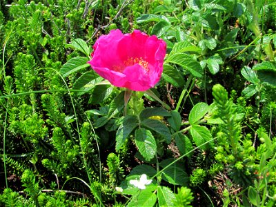 Rosa rugosa. Sakhalin coast of Sea of Okhotsk. photo
