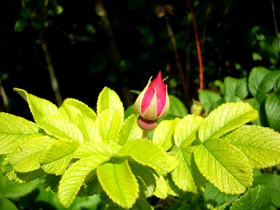 Rosa rugosa, bud, picture taken in south Sweden