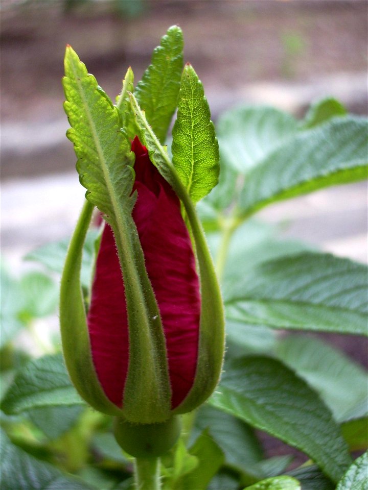 Image title: Rosa rugosa flower
Image from Public domain images website, http://www.public-domain-image.com/full-image/flora-plants-public-domain-images-pictures/flowers-public-domain-images-pictures/