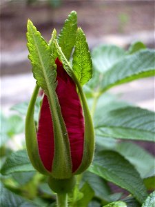 Image title: Rosa rugosa flower Image from Public domain images website, http://www.public-domain-image.com/full-image/flora-plants-public-domain-images-pictures/flowers-public-domain-images-pictures/ photo