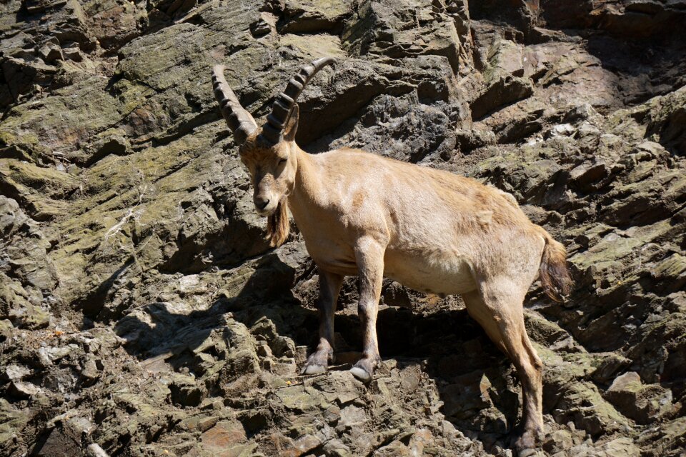 Nature climb mountain goats