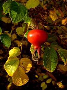 I am the originator of this photo. I hold the copyright. I release it to the public domain. This photo depicts a Rosa rugosa hip.