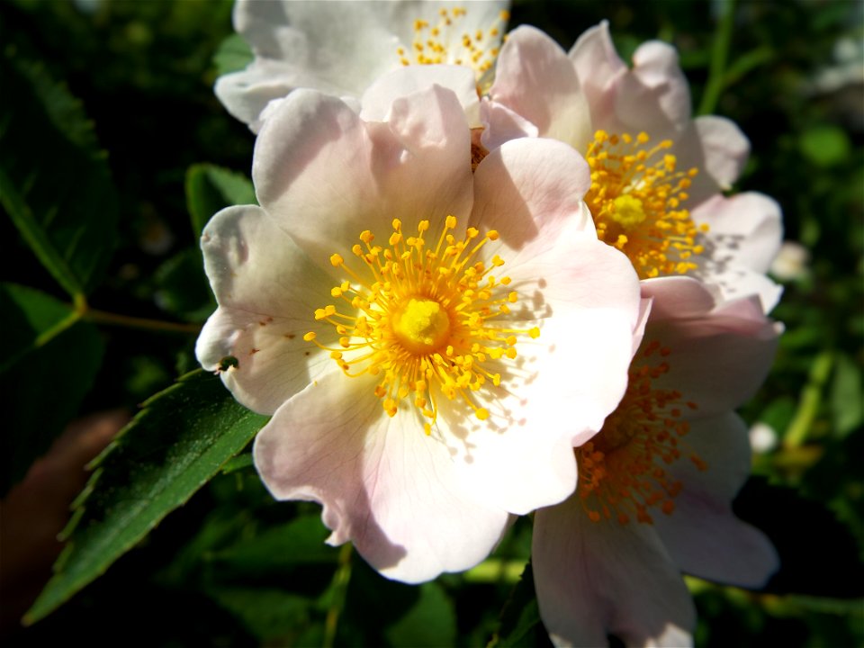 Rosa rugosa in morning summer sun