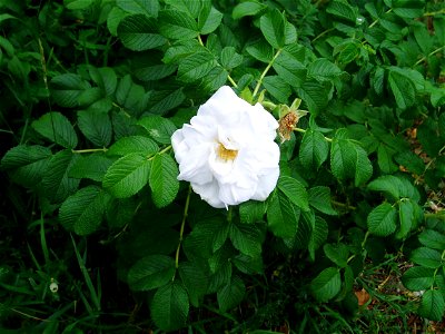 Une rose blanche. photo