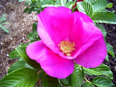 Image title: Rose rosa rugosa pink Image from Public domain images website, http://www.public-domain-image.com/full-image/flora-plants-public-domain-images-pictures/flowers-public-domain-images-pictur photo