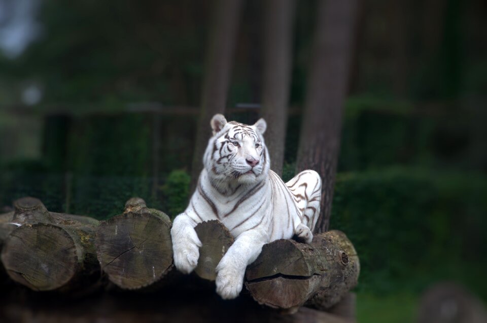 Tiger predator big cat photo