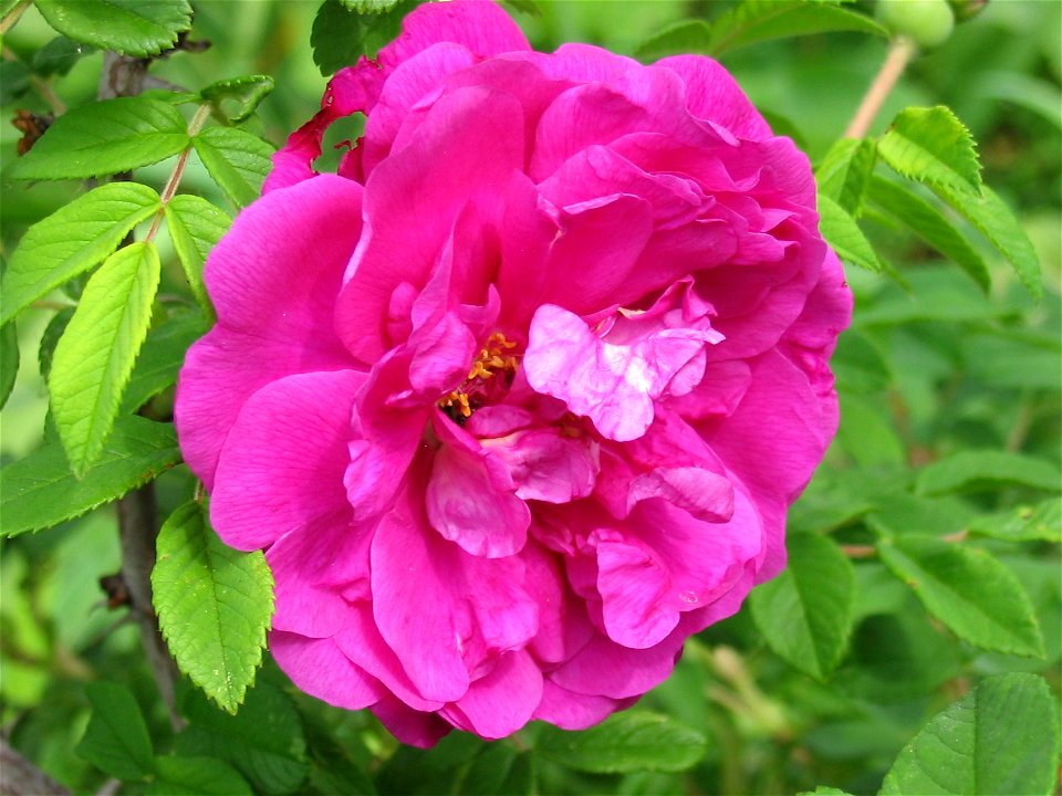 Flowers in Talitsa (Altai kray)