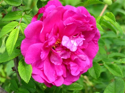 Flowers in Talitsa (Altai kray) photo