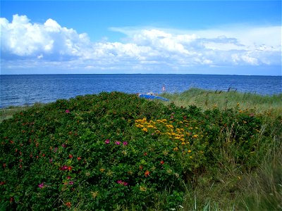 The seaside in summer - Femø photo