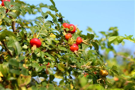 Шиповник морщинистый (Rosa rugosa), плоды. Приморский край, Россия photo