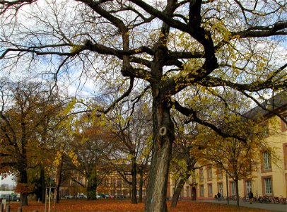 Amerikanischer Zürgelbaum (Celtis occidentalis) am Schloss Mannheim - seltener Parkbaum - Ursprung: Nordamerika