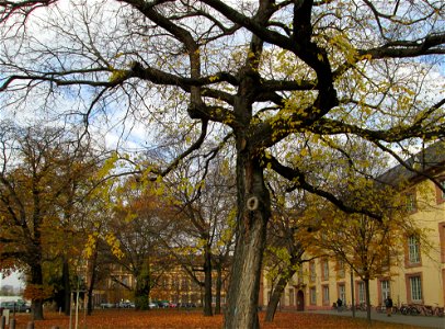 Amerikanischer Zürgelbaum (Celtis occidentalis) am Schloss Mannheim - seltener Parkbaum - Ursprung: Nordamerika photo