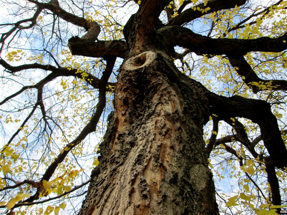 Amerikanischer Zürgelbaum (Celtis occidentalis) am Schloss Mannheim - seltener Parkbaum - Ursprung: Nordamerika