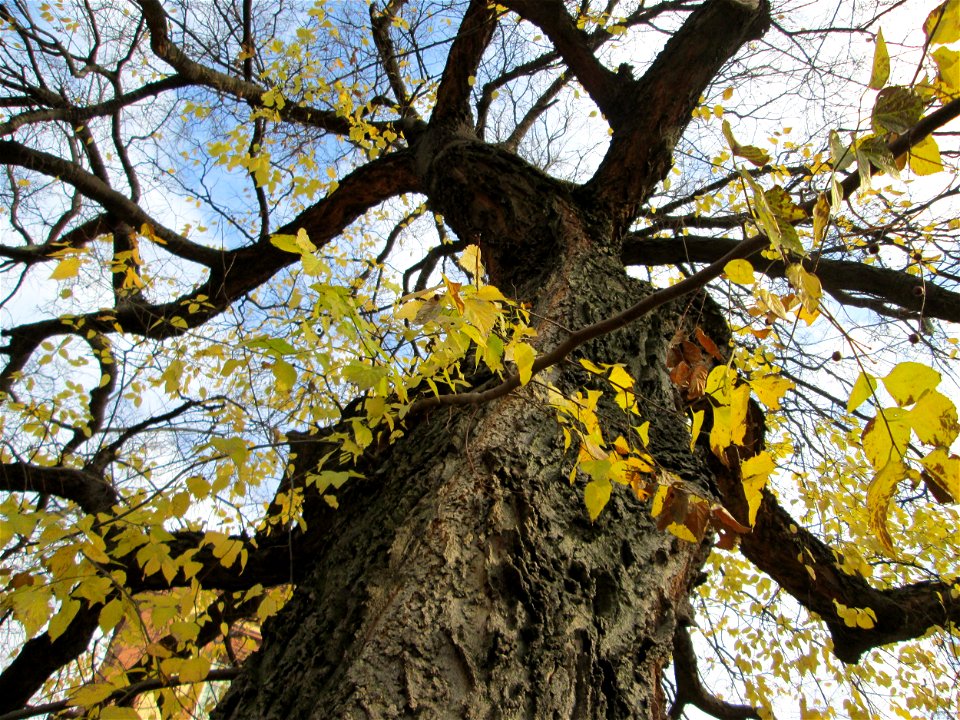 Amerikanischer Zürgelbaum (Celtis occidentalis) am Schloss Mannheim - seltener Parkbaum - Ursprung: Nordamerika