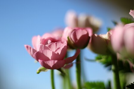 Pink sky blue