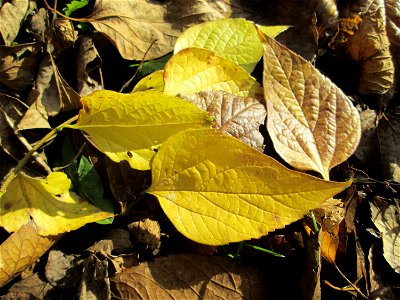 Amerikanischer Zürgelbaum (Celtis occidentalis) am Schloss Mannheim - seltener Parkbaum - Ursprung: Nordamerika photo