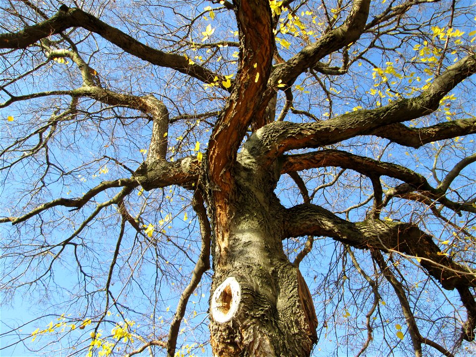 Amerikanischer Zürgelbaum (Celtis occidentalis) am Schloss Mannheim - seltener Parkbaum - Ursprung: Nordamerika