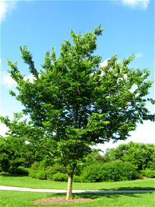 A picture of the Celtis occidentalis tree. photo