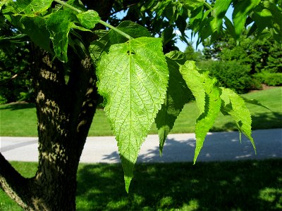 A picture of a leaf of Celtis occidentalis.