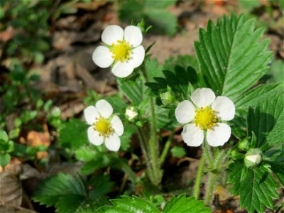 Wald-Erdbeere (Fragaria vesca) im Schwetzinger Hardt
