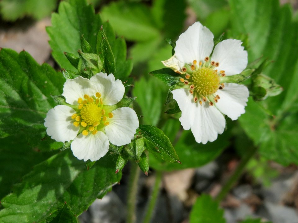 Wald-Erdbeere (Fragaria vesca) im Schwetzinger Hardt