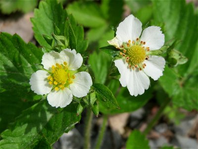 Wald-Erdbeere (Fragaria vesca) im Schwetzinger Hardt photo