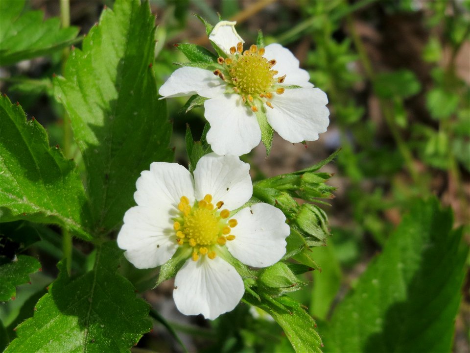 Wald-Erdbeere (Fragaria vesca) im Schwetzinger Hardt