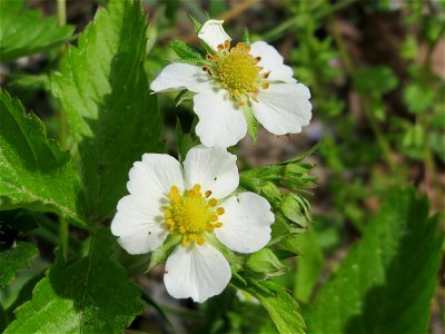 Wald-Erdbeere (Fragaria vesca) im Schwetzinger Hardt