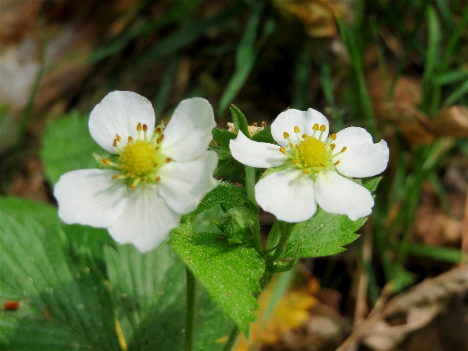 Wald-Erdbeere (Fragaria vesca) auf dem Feldherrenhügel (Naturschutzgebiet Oftersheimer Dünen)