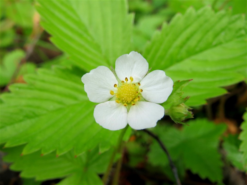 Wald-Erdbeere (Fragaria vesca) in Bruchmühlbach-Miesau