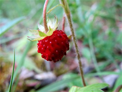 Wald-Erdbeere (Fragaria vesca) im Naturschutzgebiet Birzberg photo