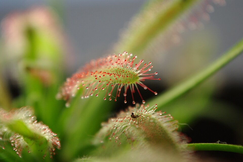 Leaf no one drosera