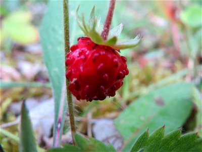 Wald-Erdbeere (Fragaria vesca) im Naturschutzgebiet Birzberg