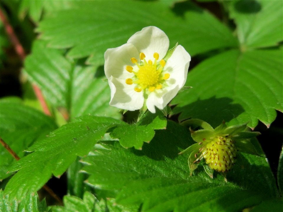 Wald-Erdbeere (Fragaria vesca) am Schalkenmehrener Maar