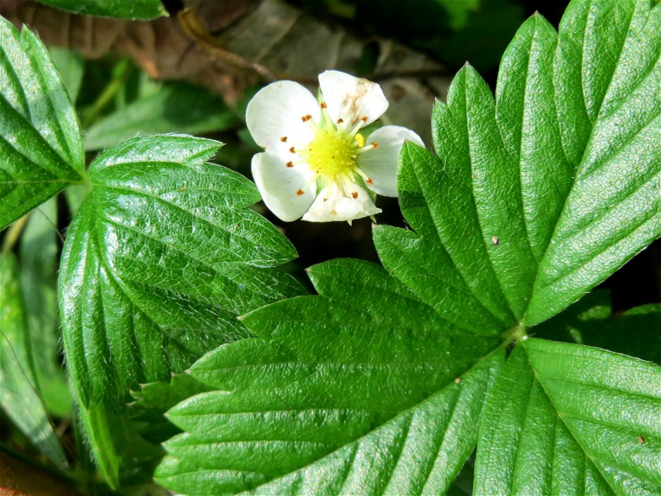 Wald-Erdbeere (Fragaria vesca) am Schalkenmehrener Maar