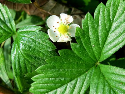 Wald-Erdbeere (Fragaria vesca) am Schalkenmehrener Maar