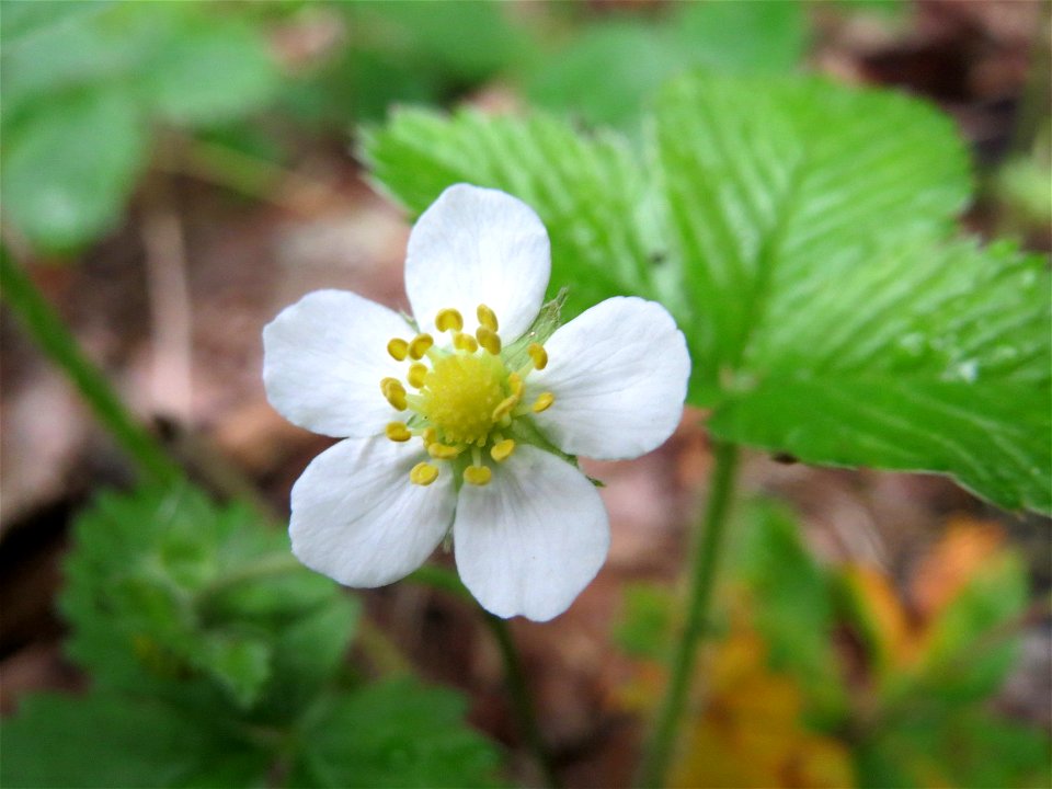 Wald-Erdbeere (Fragaria vesca) im Schwetzinger Hardt