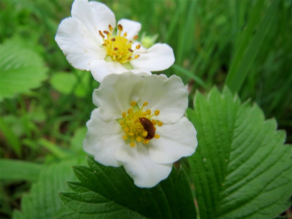 Wald-Erdbeere (Fragaria vesca) im Naturschutzgebiet „Ketscher Rheininsel“