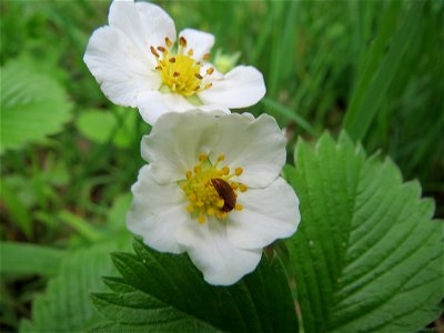 Wald-Erdbeere (Fragaria vesca) im Naturschutzgebiet „Ketscher Rheininsel“