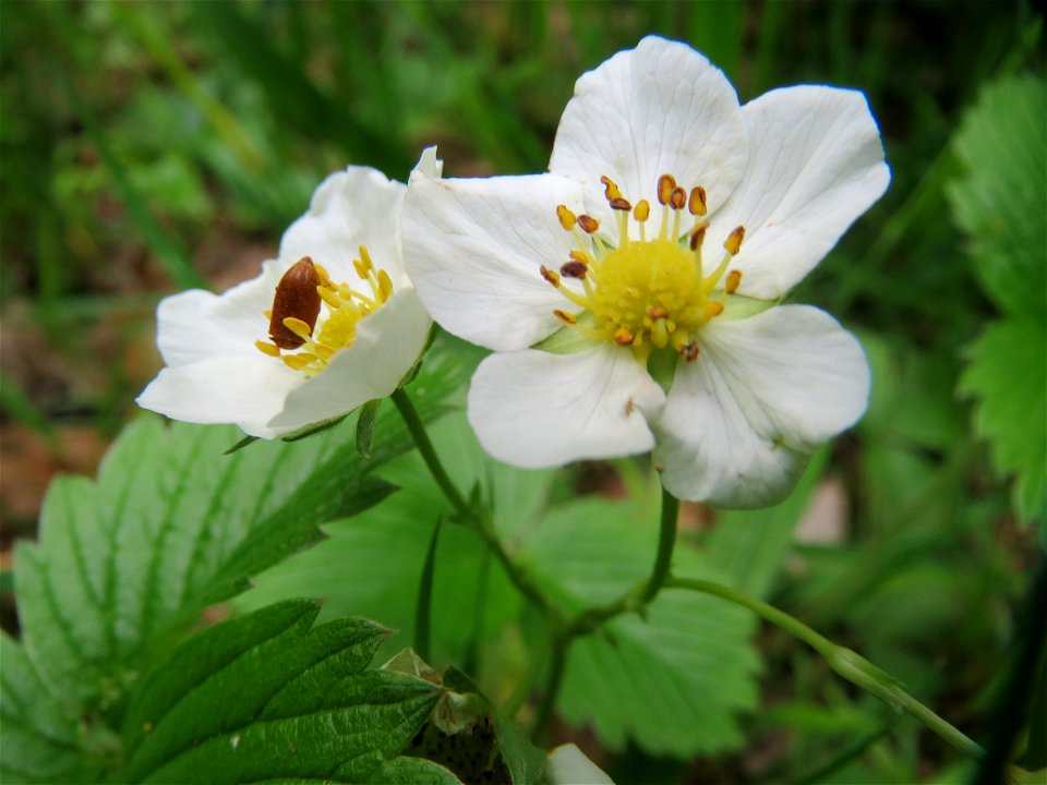 Wald-Erdbeere (Fragaria vesca) im Naturschutzgebiet „Ketscher Rheininsel“