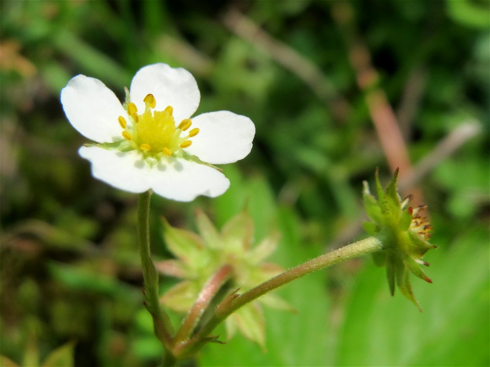 Wald-Erdbeere (Fragaria vesca) im Schwetzinger Hardt - an der Bahnstrecke Mannheim-Karlsruhe findet sich ein kleines Sandmagerrasen-Biotop mit typischer Binnendünen-Vegetation