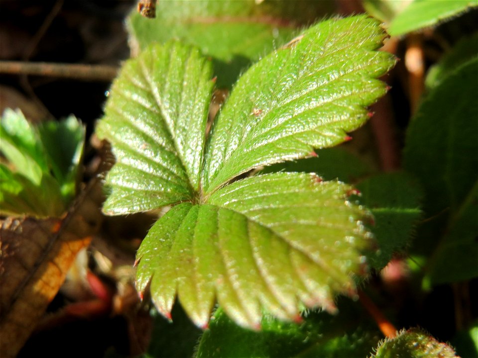 Grundblätter der Wald-Erdbeere (Fragaria vesca) in der Schwetzinger Hardt
