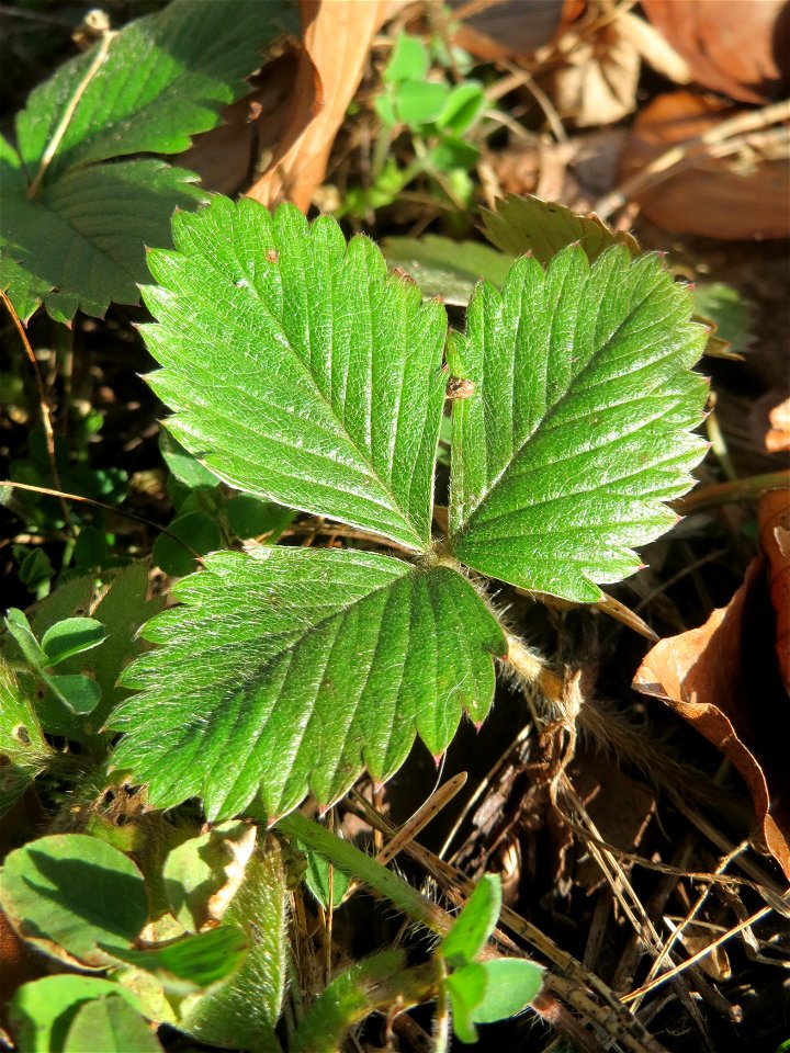 Grundblätter der Wald-Erdbeere (Fragaria vesca) in der Schwetzinger Hardt