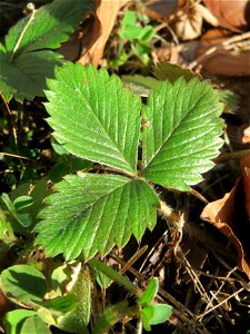 Grundblätter der Wald-Erdbeere (Fragaria vesca) in der Schwetzinger Hardt