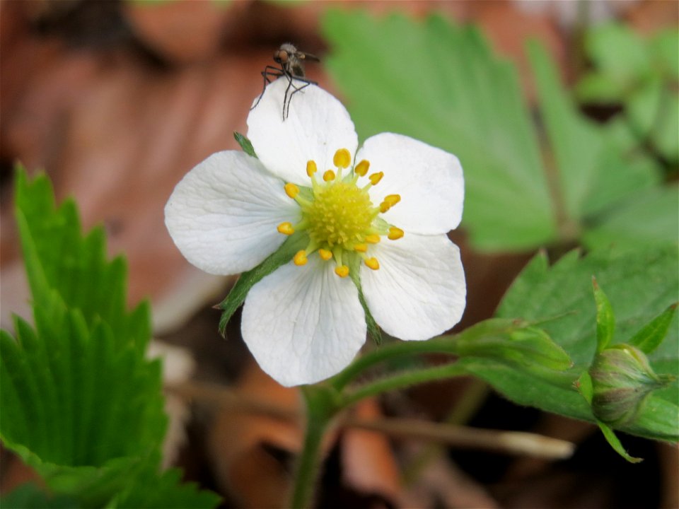 Die erste blühende Wald-Erdbeere (Fragaria vesca) in der Schwetzinger Hardt